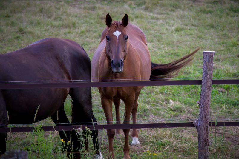 Ranch Fence Replacement